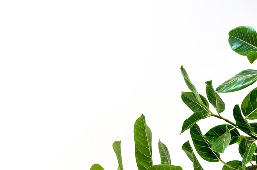 Manufacturer of NFT